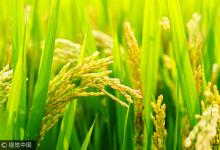 水稻“种”出血清白蛋白或5年内可用上