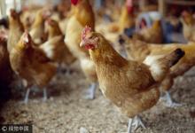 H7N9今年报告27例 死亡6例
