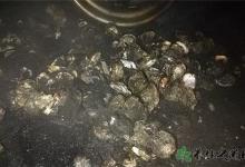 20余吨生蚝变烤蚝 生蚝怎么做好吃