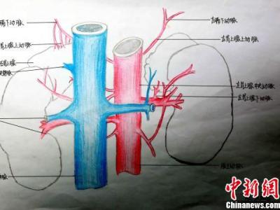 青海护士手绘人体局部解剖图显医学大美