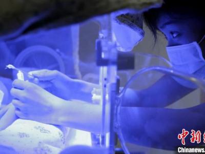 汇报称：中国极早产儿、极低出世休重早产儿存活率明显提高