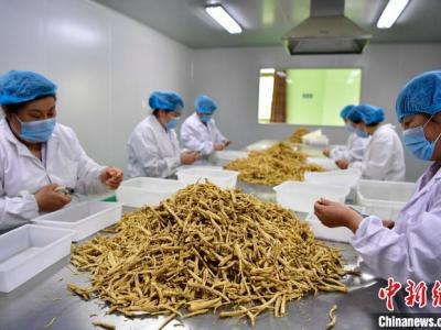 文登西洋参亮相“药交会”受欢迎
