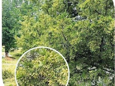 “阿嚏！”立秋过后，花粉过敏怎么办？（健康直通车（第99站））