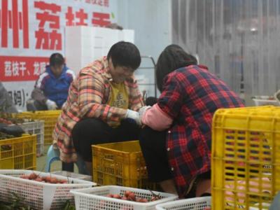 从“一日色变”到“四季常鲜”，解码荔枝的现代保鲜秘诀