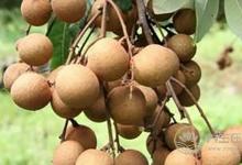 孕期吃这几种水果，小心对胎儿不利