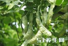 这种长在树上的“大米”，被称为“平民的燕窝”，不知你吃过没？