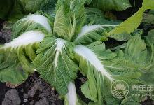 这8种蔬菜根对身体大有益处，别再当垃圾扔掉了!