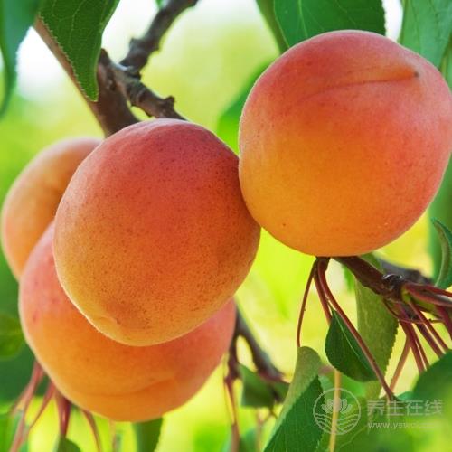 5种水果是天然的“护发帮手”,常吃能给头发补一补 5种水果是天然的“护发帮手”,常吃能给头发补一补