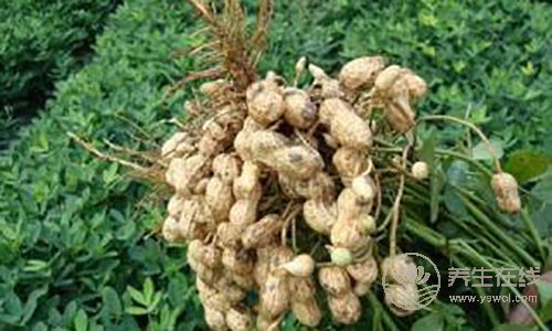 头发老爱出油?4种食物帮你调理好 头发老爱出油?4种食物帮你调理好
