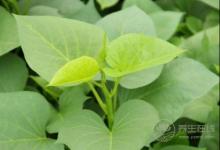 红薯叶其貌不凡，有“蔬菜中的人参”之称，不爱吃的亏了