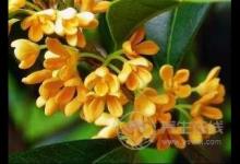 治胃病用桂花泡水 这个小偏方屡试不爽