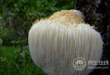 猴头菇煲汤能养胃，搭配这些食材功效更好