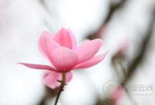 “春花”疗百疾