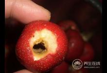 过年过节吃得太油腻，推荐你吃6种解腻食物