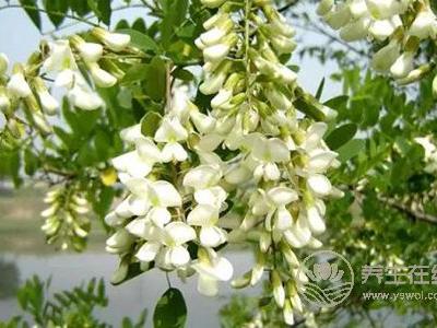 吃槐花有哪些好处?