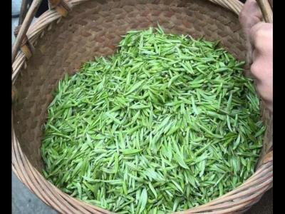 黄金白茶有哪些作用属于哪一种类的茶