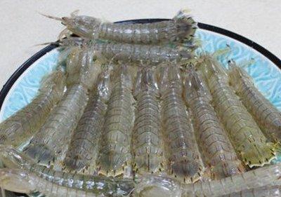 判断皮皮虾的肉质是否新鲜的方法