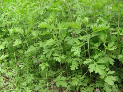 野艾草和家艾草功效与作用的区别
