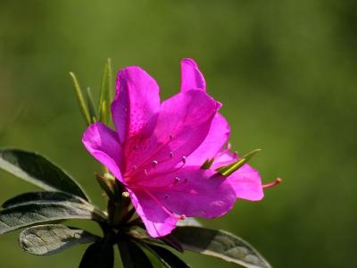杜鹃花的养生功效以及杜鹃花的作用