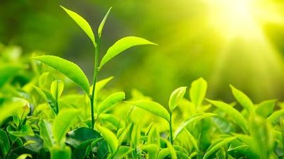 蒲公英和绿茶一起泡水有哪些功效
