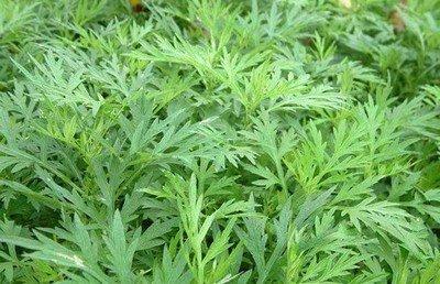 艾草可以吃吗孕妇是否适合用艾草