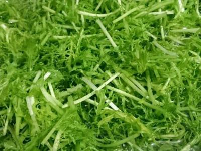 银丝菜的作用与功效