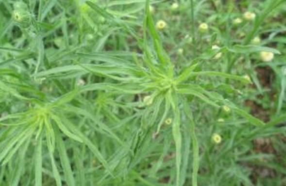 野塘蒿的作用与功效 野塘蒿的不良反应与禁忌