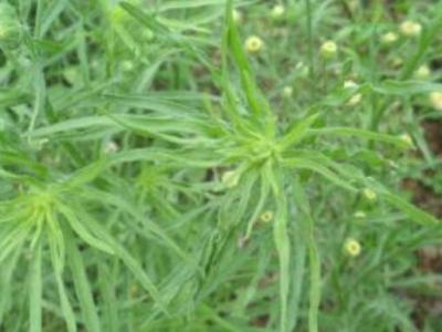 野塘蒿的作用与功效 野塘蒿的不良反应与禁忌