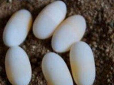甲鱼蛋的作用与功效 甲鱼蛋的不良反应