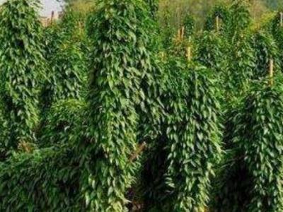山药藤怎样吃 山药藤的吃法