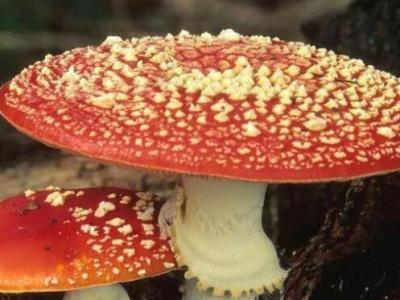 鹅膏菌有毒吗 鹅膏菌为什么不能吃