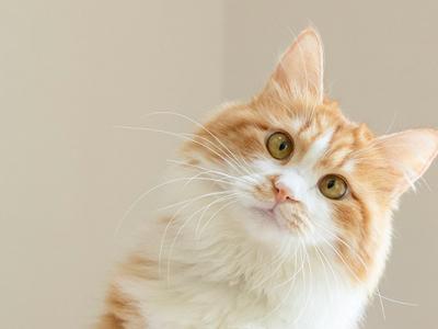 被猫抓了一下轻微皮破要注射吗