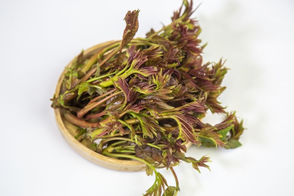 香椿芽可以生吃吗 如何采摘新鲜的香椿芽