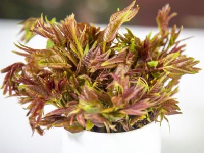 香椿芽的功效与作用 适合惊蛰节气吃的蔬菜