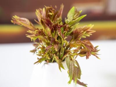 香椿芽几月份就不能吃了 适合谷雨节气吃的蔬菜