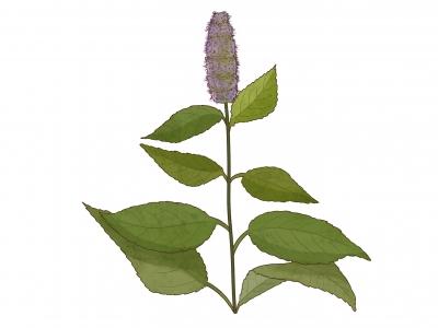 溪黄草祛湿茶可以长期喝吗 溪黄草的功效与作用