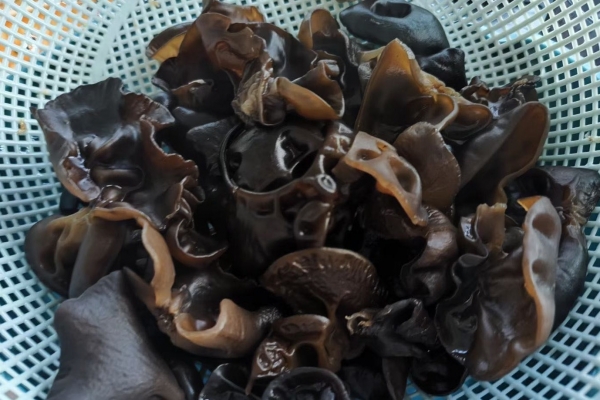 黑木耳焯水需要几分钟 黑木耳为什么需要焯水