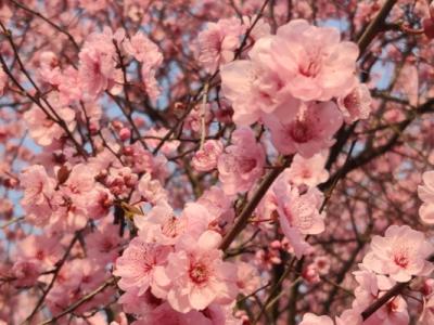 腊梅花可以泡水喝吗 腊梅花怎么泡水喝