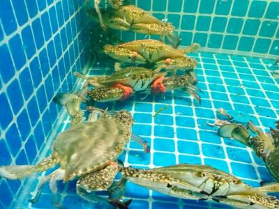 梭子蟹不能和什么一起吃 清洗梭子蟹的正确方法