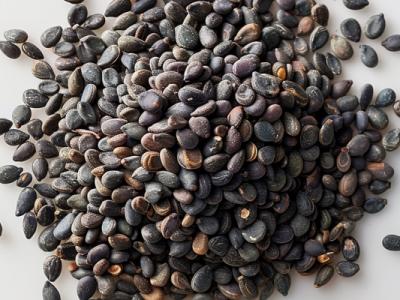 黑芝麻的功效与作用、禁忌和食用方法