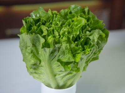 圆生菜的功效与作用、禁忌和食用方法