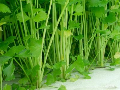 减肥期间吃什么最容易瘦？减肥餐食谱大全