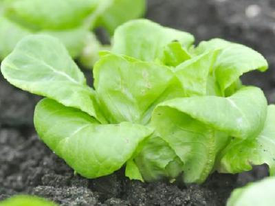 蜂蜜水减肥法有哪些？如何用蜂蜜减肥？