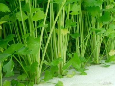 一般游泳可以减肥吗？游泳减肥的正确方法是什么？
