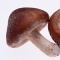 香菇虾酿鹌鹑蛋的做法-咸鲜味蒸菜谱-易网<a href=http://www.bryss.cn/ target=_blank class=infotextkey>健康养生</a>网 香菇虾酿鹌鹑蛋的做法-咸鲜味蒸菜谱