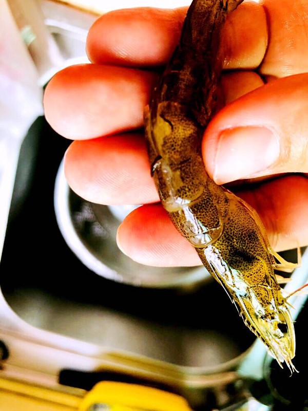 避风塘炒虾的做法-咸鲜味炒菜谱-易网健康养生网 避风塘炒虾的做法-咸鲜味炒菜谱