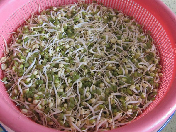 自家发的绿豆芽的做法-家常味炒菜谱-易网健康养生网 自家发的绿豆芽的做法-家常味炒菜谱
