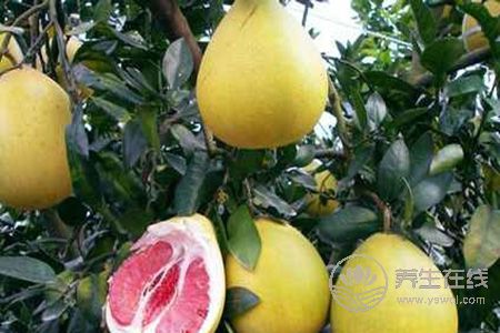 秋季小孩喝什么可以润肺