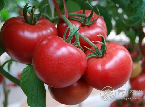 夏季多吃几种水果,生津止渴 夏季多吃几种水果,生津止渴