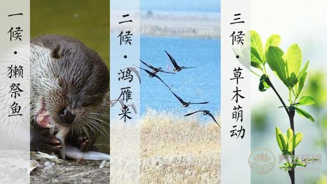 雨水——好雨知时节, 当春乃生发